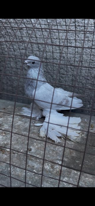 Голуби на гребле