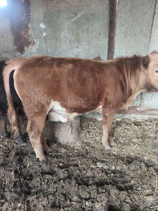 Продам бычков годовалых