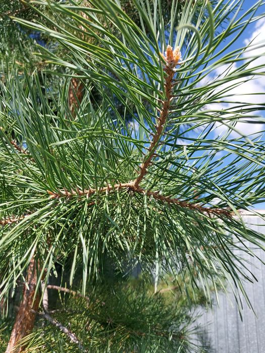 Лечение хвойных деревьев