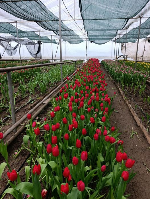 Оптом тюльпаны алматы в городе есть склад