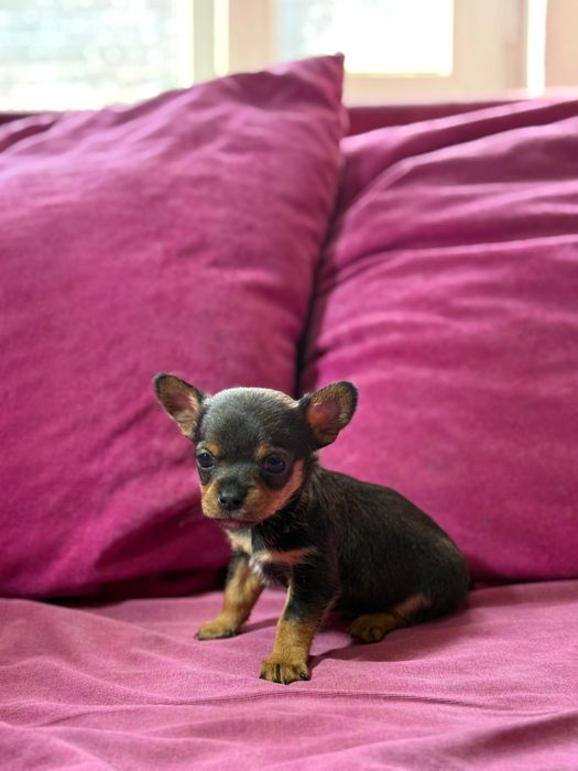 Щенки той-терьера