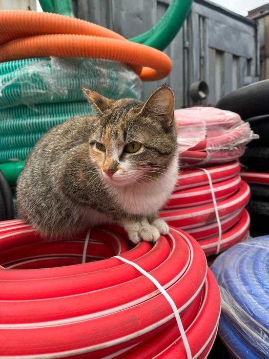 Кошечка молоденькая очень ласковая ищет дом