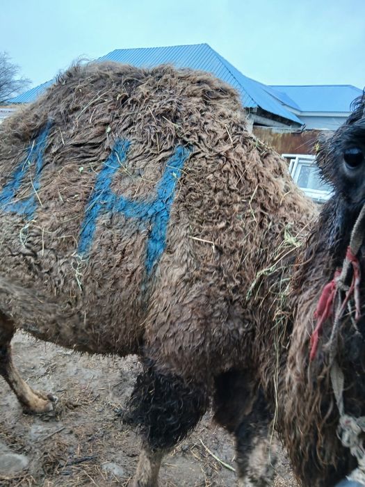 Буаз түйе сатылады .Жуас түйе