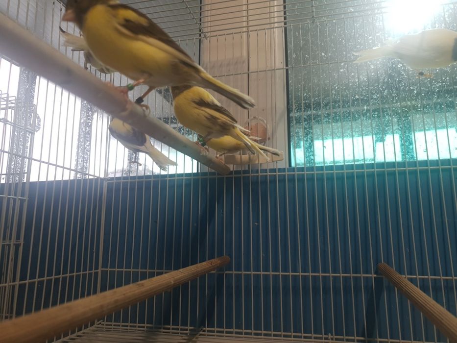 Vând  canari Timbrando inelati