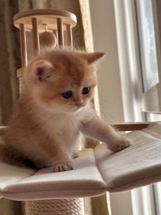 Котятa золoтыe шиншиллы для вас!