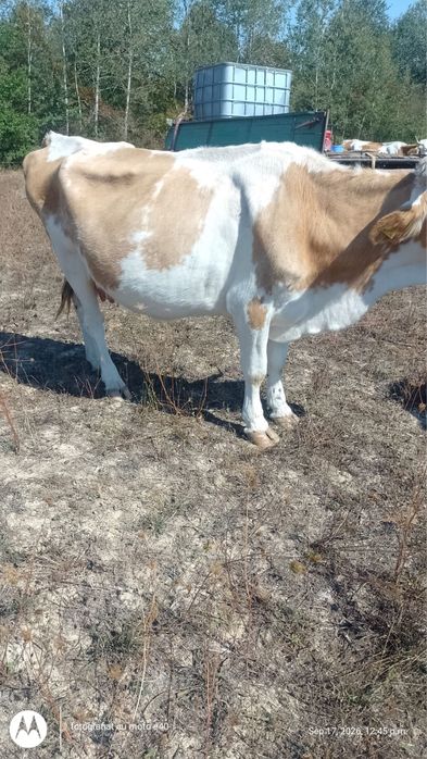 Vand vaca baltata