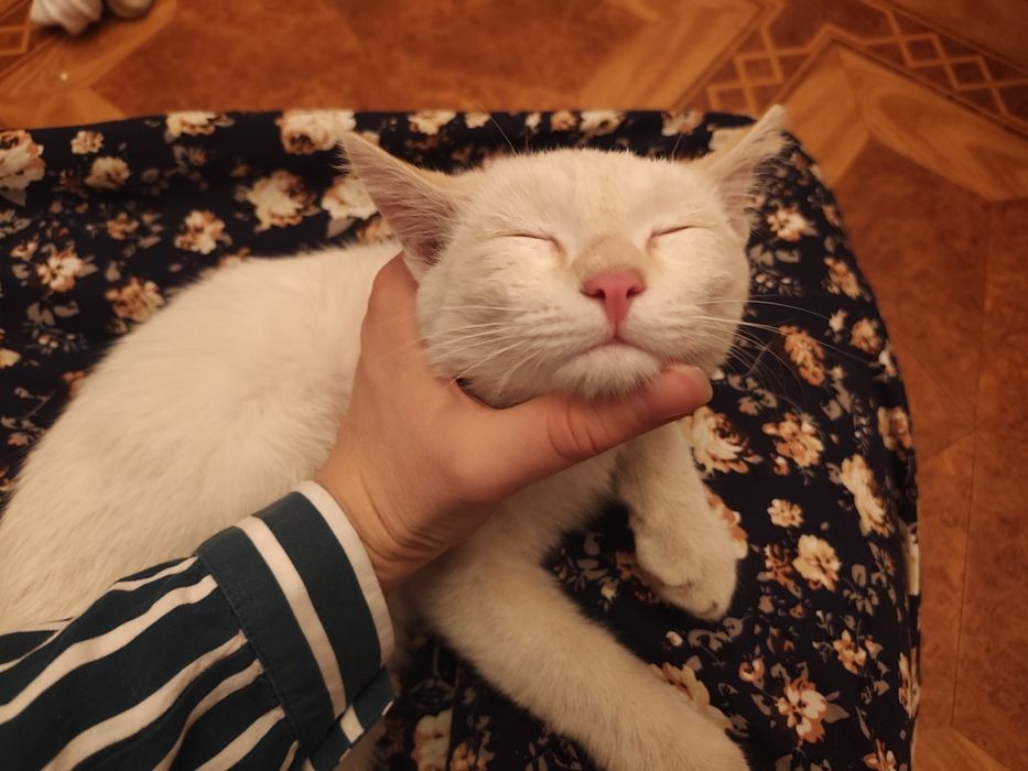 Нашли кота ,белый мальчик