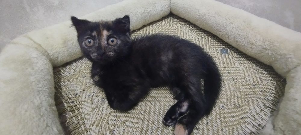 Отдам котенка девочку в добрые руки!