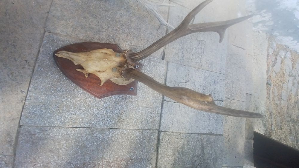 Еленски рога истински