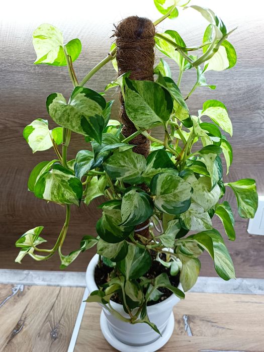 Эпипремнум Хэппи лиф