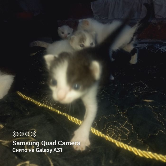Котята домашние.