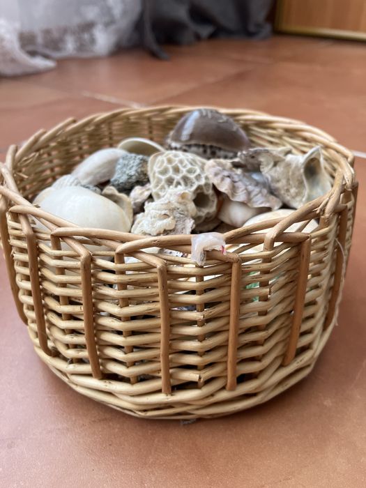 Продам ракушки и кораллы