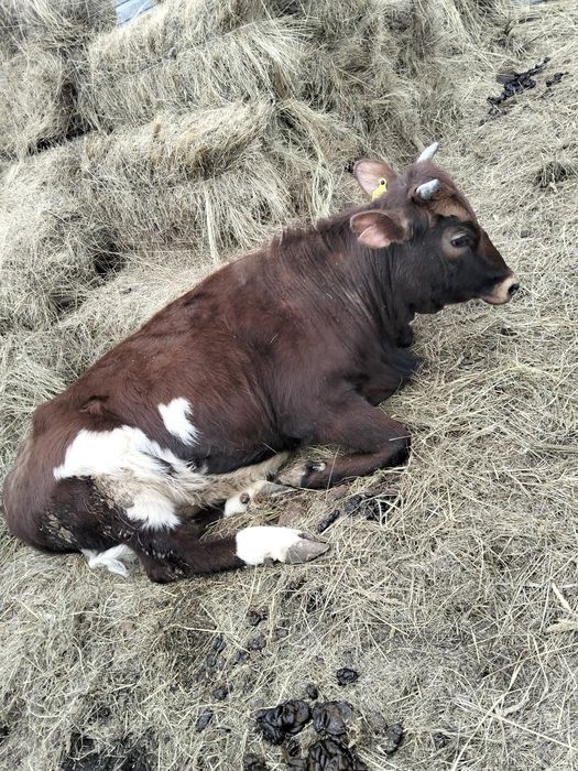 Продам телку. На мясо