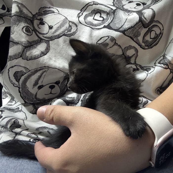 Котята совсем маленькие и миленькие