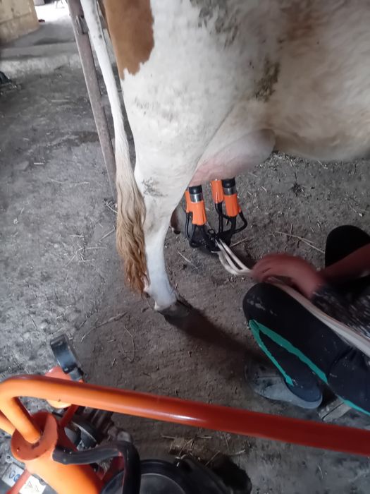 Vand vaca buna de lapte cu vitea