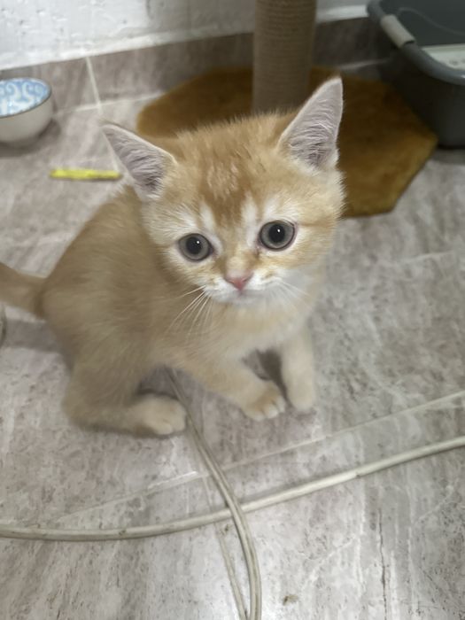 Британская кошка,маленькая