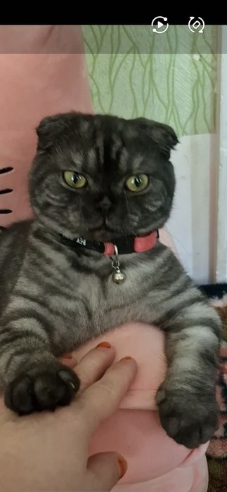Вязка Скоттш фолд вислауха.