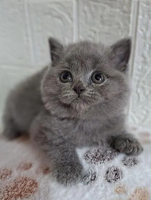 Котята девочки 1.5 мес в голубых шубках