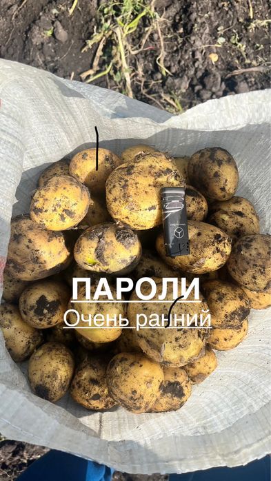 Картофель Семенной.