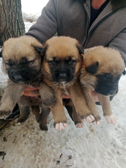 Продам щенков овчарки всё остальное по телефону пишите в WhatsApp