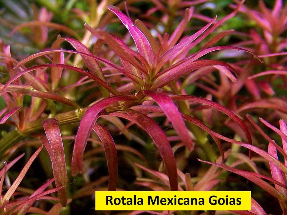 Oferta Plante rare de acvariu - Preturi economice