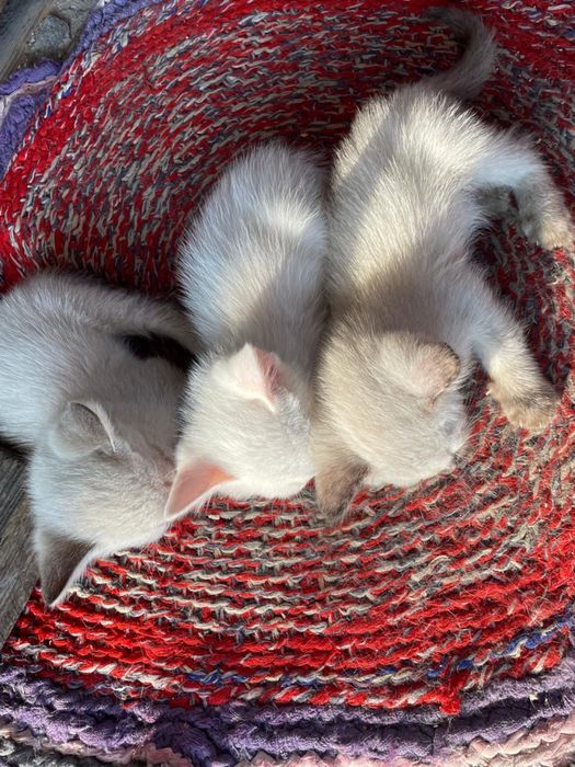 Котята в добрые руки