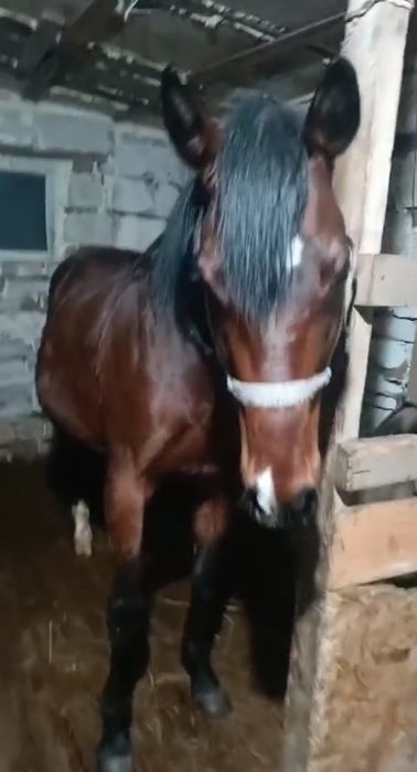 Таза қанды айғыр сатылады