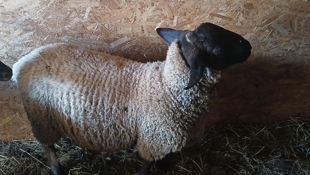 Vând berbec suffolk