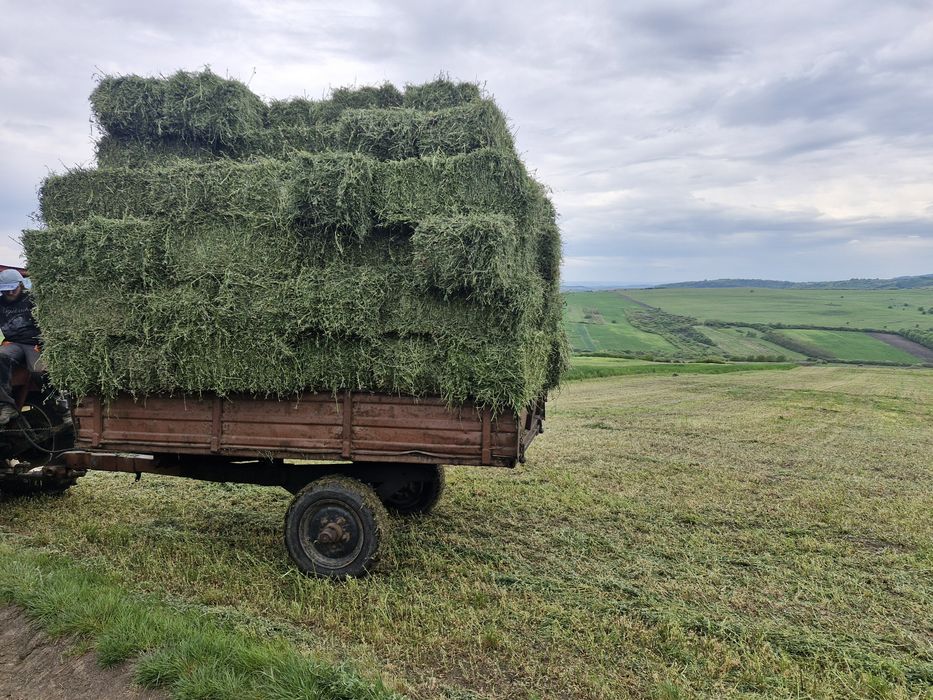 Lucernă de vânzare