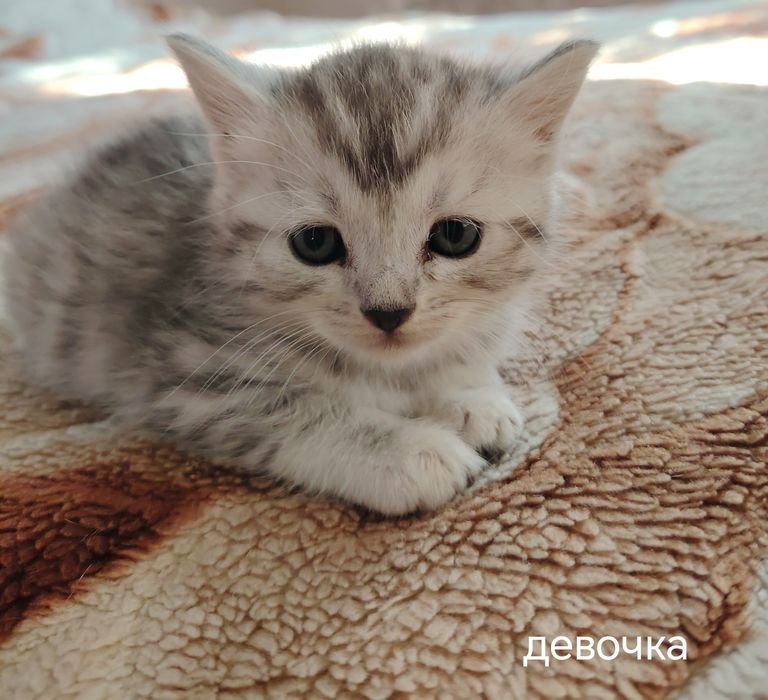 Ласковые котята ищут дом!