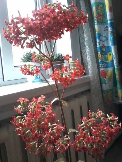 Продам комнатные цветы