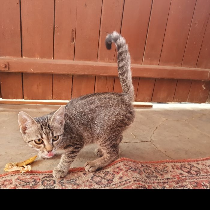 Pisici, pisicute adoptie