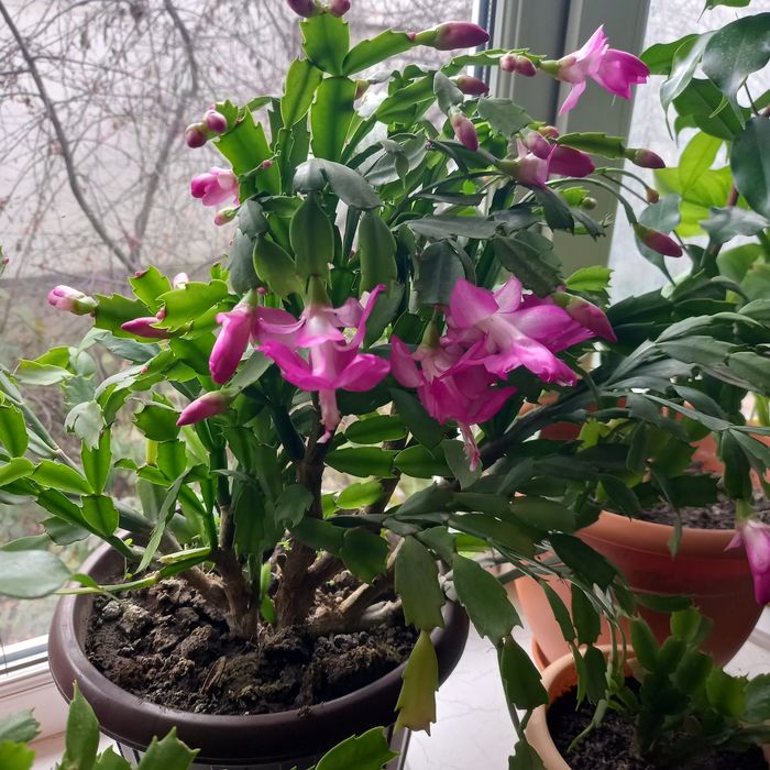 Продам комнатные цветы