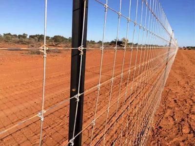 Чабанка сетка 1.50/50м оцинковка шірімейд