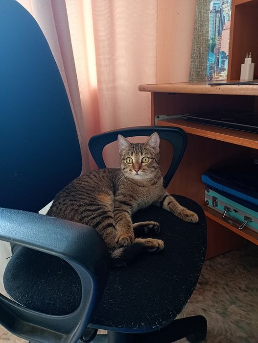 отдам кошечку в хорошие руки