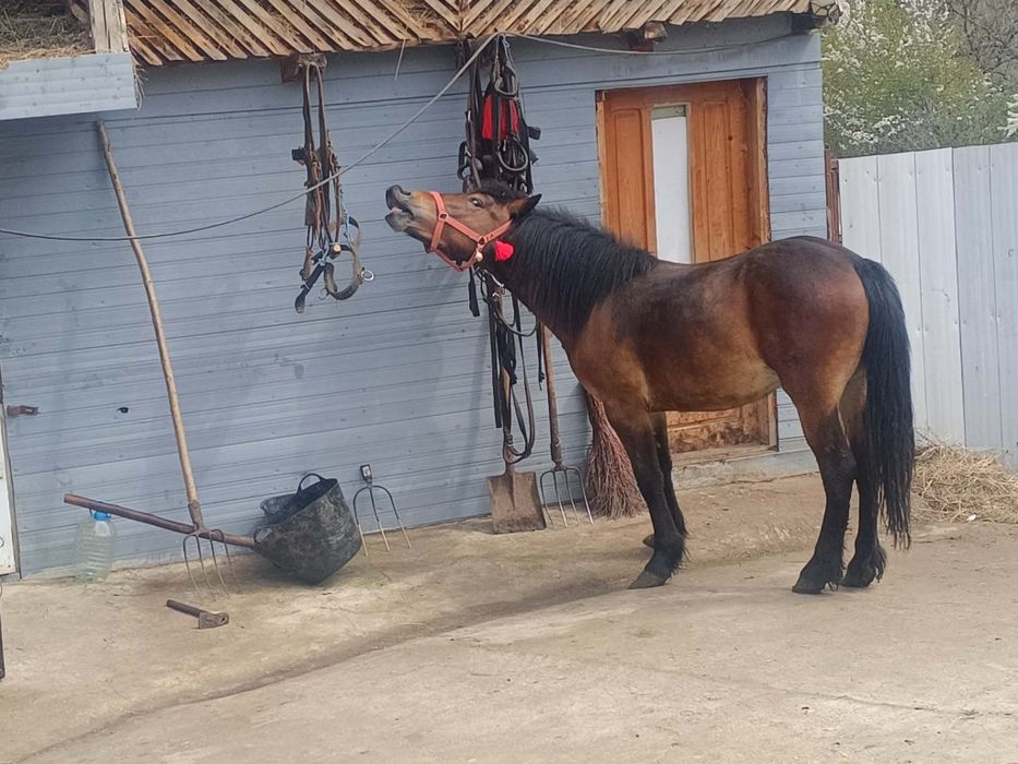 Manzl de vanzare