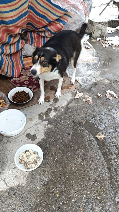 Отдам красавиц в добрые,любящие руки!