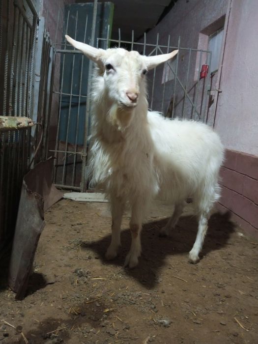 Продается. Козел( така)