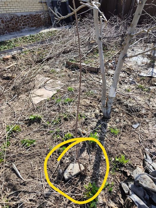 Саженцы деревьев и ягод