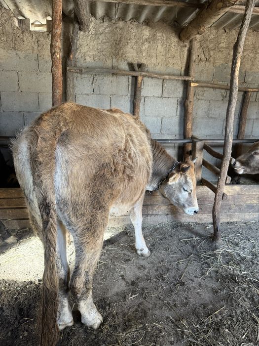 Пионермен ересектерге арналған жыныстық қатынас
