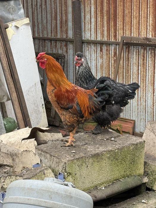 Cocosi din Iunie 2025