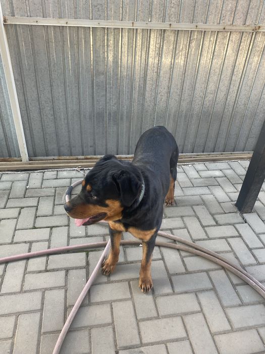 Продам ротвейлера