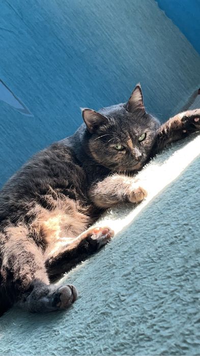 Кошку адам в хороши руке