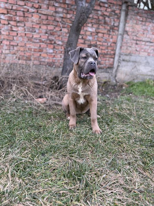 Catelusa Cane Corso