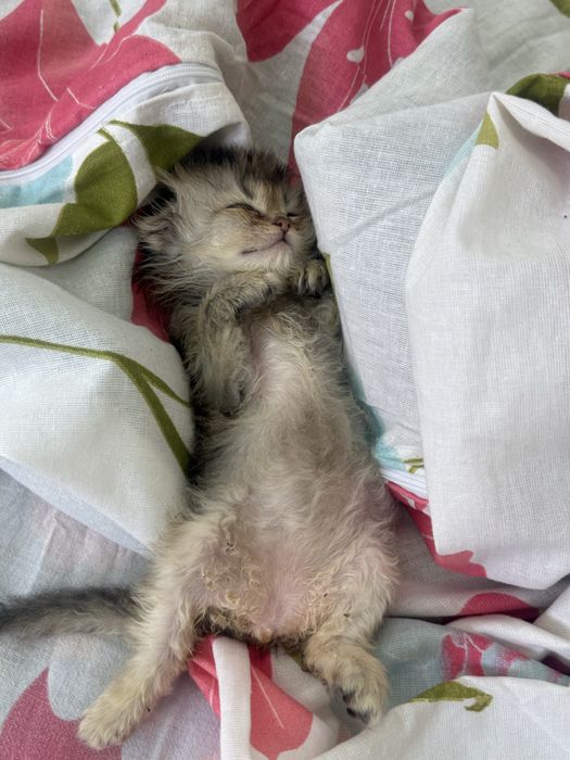 Продаются котята