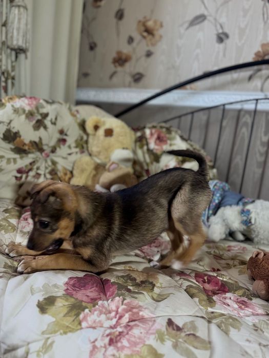 Отдаём не щенка, а счастье с хвостиком