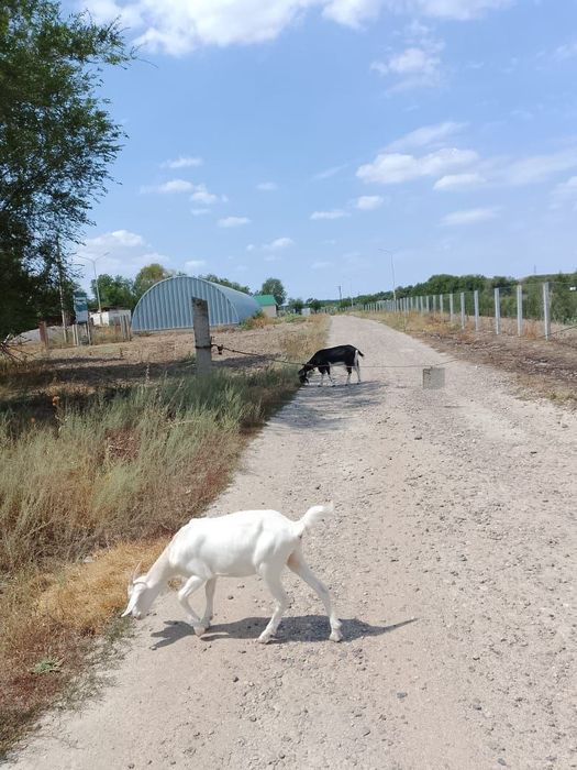 Продается козлик