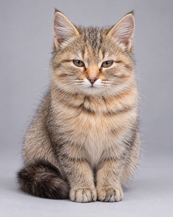 Кошечка, 4 месяца, в хорошие руки