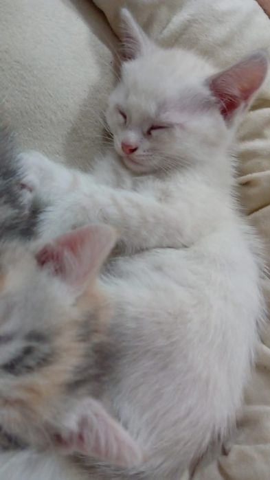 Ищем добрую семью для малышей