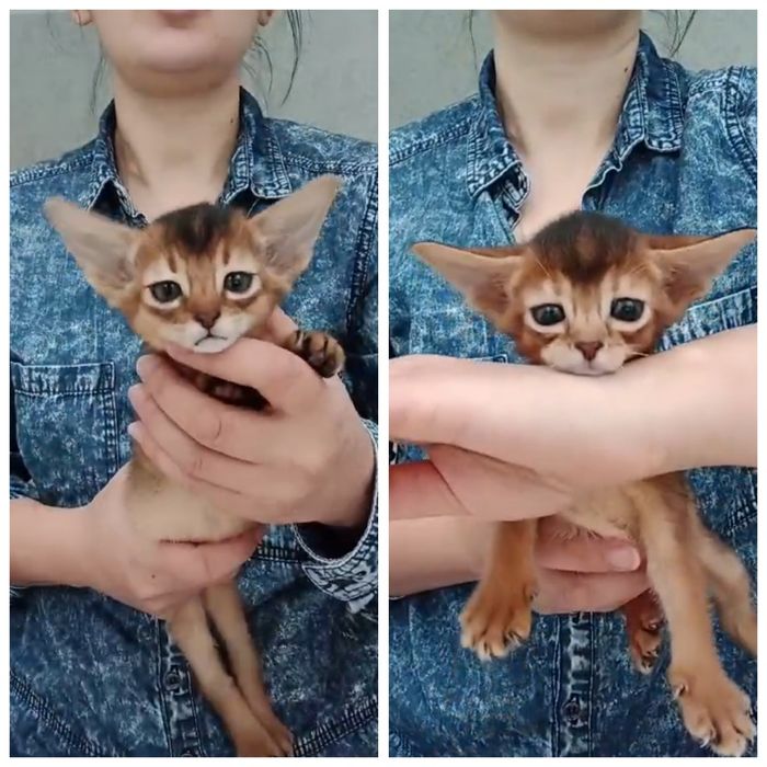 Абиссинские котята америка